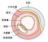 怀孕第二周胎儿发育图