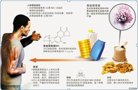 劣质奶粉对人体的影响