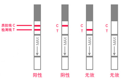 早孕试纸测试结果示意图