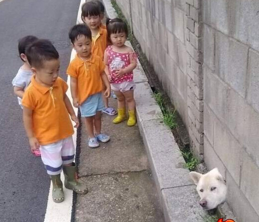 搞笑儿童图片被卡住的狗狗