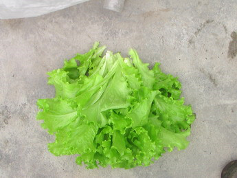 怀孕期间少吃生菜
