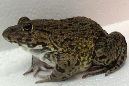 田鸡