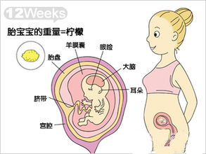 怀孕三个月胎儿发育图